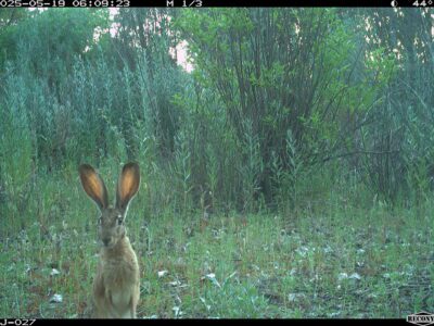 Eyes in the Wild: A River Partners Wildlife Journal – February Edition