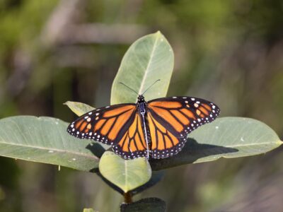 Filling gaps in research: Wildlife tracking technology comes to Panorama Vista Preserve