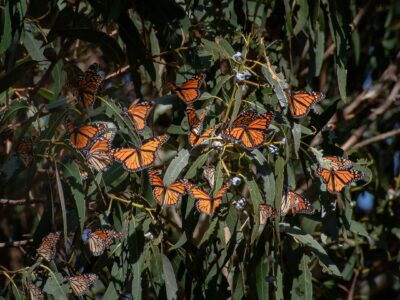 Planting 15 Million Milkweed to Reverse the Western Monarch Decline