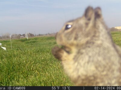 Eyes in the Wild: A River Partners Wildlife Journal – April Edition