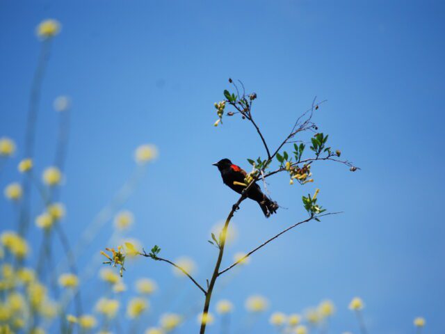 Tiny Tags, One Million Tricolored Blackbird Detections, and New Clues for Conservation
