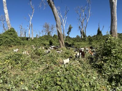 Goats Graze a Path to Wildfire Resilience along Sacramento River