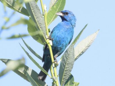 Restored Riverside Habitat Is Welcoming Wildlife Back across California