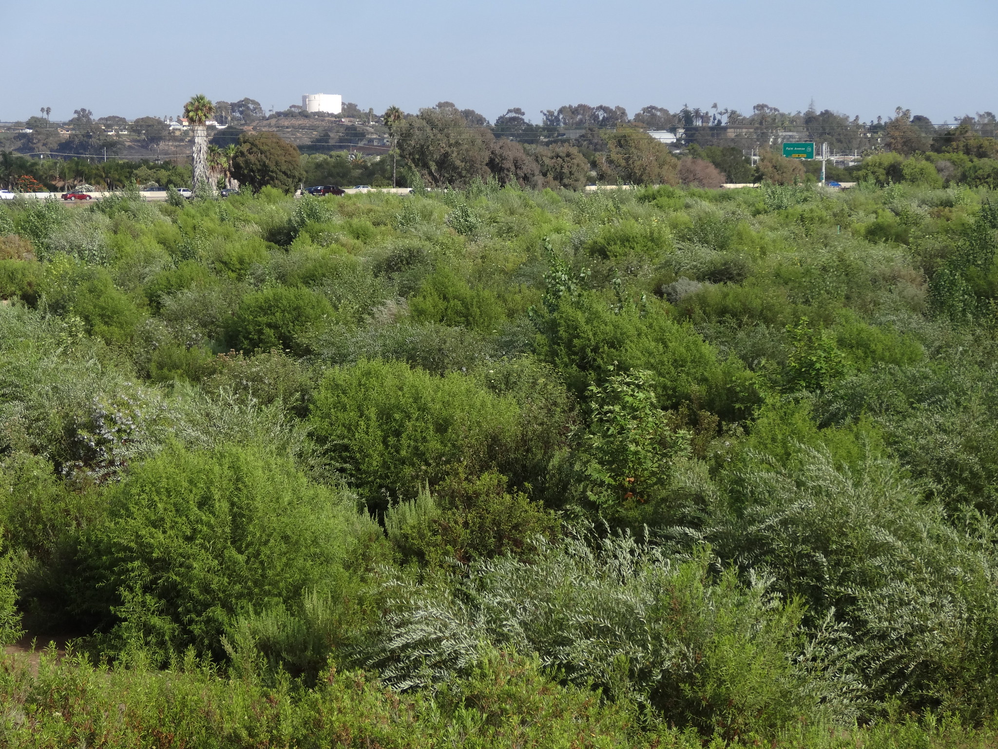 A few years later, the maturing vegetation obscures Interstate 5 in the background.
